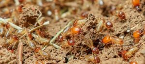 Cómo evitar que las termitas subterráneas destruyan nuestro hogar