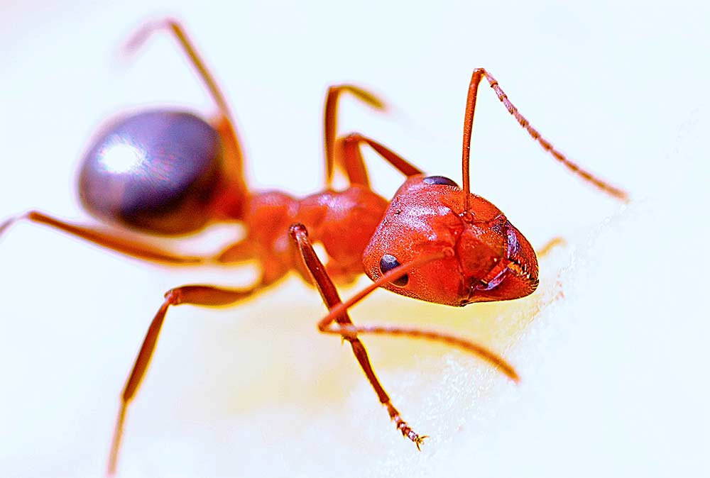 La hormiga de fuego: Una especie invasora muy peligrosa