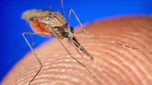 Típulas o mosquitos gigantes: una plaga recurrente en nuestras ciudades