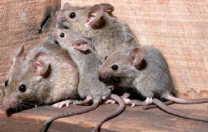 Ratas, cucarachas y chinches en las calles de Zaragoza