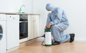 Cómo acondicionar tu casa para evitar plagas