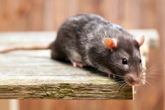 Llíria afectada por una plaga de ratas