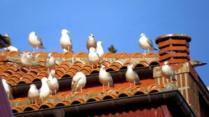 Cómo evitar que los pájaros aniden en tu tejado 