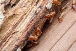 ¿Cómo eliminar termitas de la madera seca? 