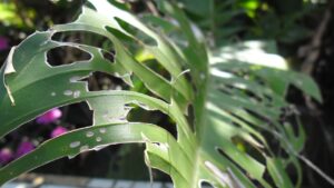 ¿Cómo evitar las plagas en las plantas? 