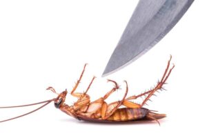 ¿Cómo eliminar las plagas de cucarachas? 