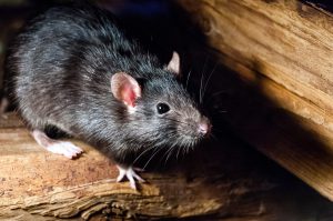 empresas de plagas de ratas en Valencia - comid