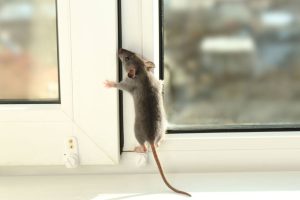 empresas de plagas de ratas en Valencia - puerta