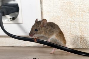 empresas de plagas de ratas en Valencia - salon