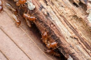fumigación de termitas en Valencia - bichos en la madera