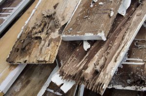 fumigación de termitas en Valencia - madera destrozada