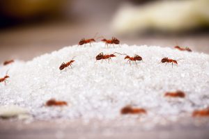 empresas de control de plagas en Valencia - hormigas