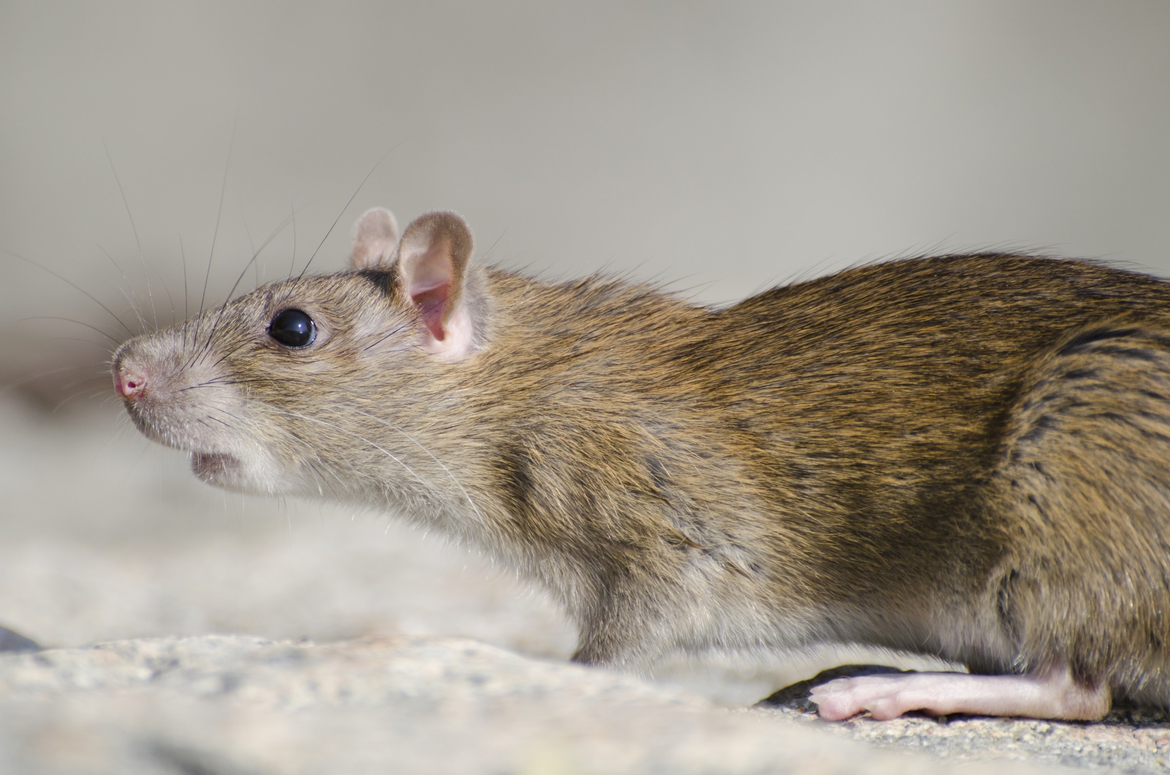 empresas de plagas de ratas en Valencia - campo
