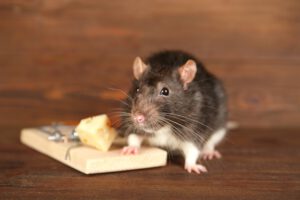 empresas de plagas de ratas en Valencia - trampa