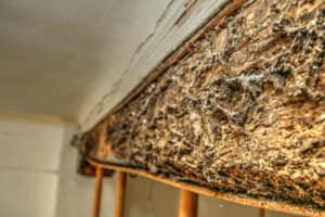 eliminar termitas en Valencia - madera