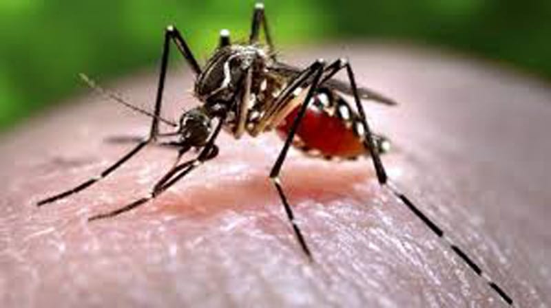 desinsectacion en valencia - mosquito