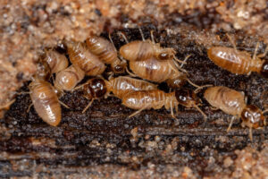 fumigacion de termitas en valencia - termitas