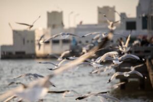 Control de aves en Valencia - Muchas