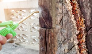 control de termitas en Valencia - bichos
