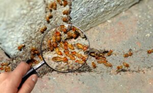 eliminación de termitas en Valencia - madera y lupa