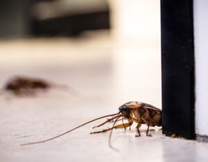 Control de plagas de cucarachas en Valencia - Insectos