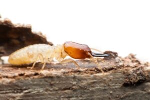 Control de plaga de termitas en Valencia - Insecto