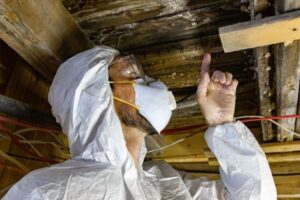 Control de plaga de termitas en Valencia - Madera