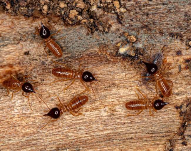 Eliminación de termitas en Valencia - Insectos