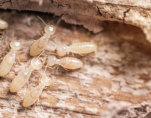 Expertos en control de termitas en Valencia - Madera