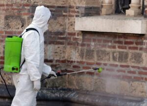Fumigación de termitas en Valencia - Verde