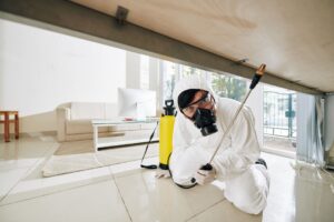 Empresa para plaga de termitas en Valencia - FumigaciÃ³n