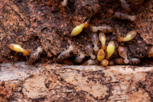 Empresa para plaga de termitas en Valencia - Insectos