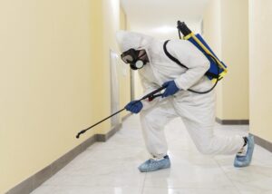 empresas-de-control-de-plagas-en-valencia-profesionales-scaled
