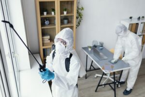 fumigacion de termitas en valencia - todos los rincones